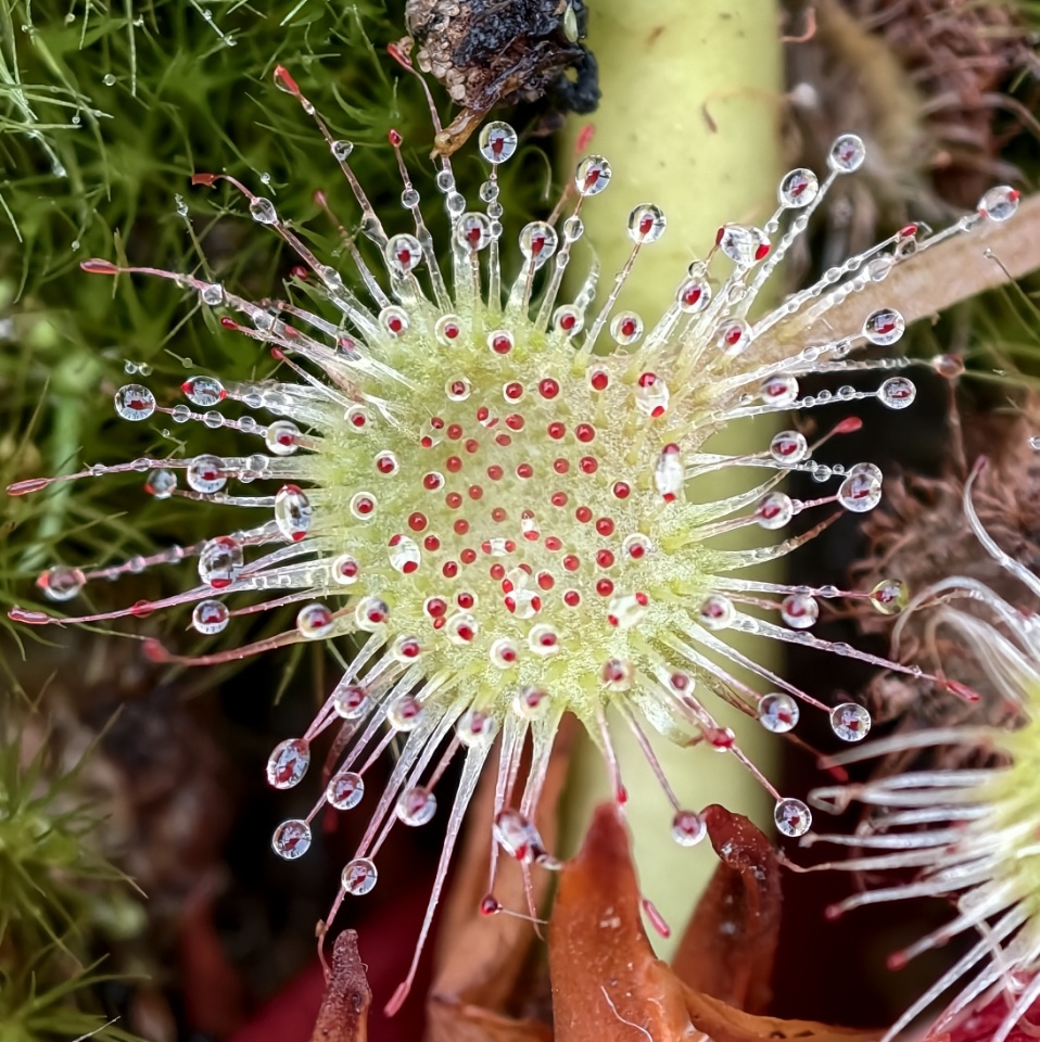 Drosera rotundifolia - liść