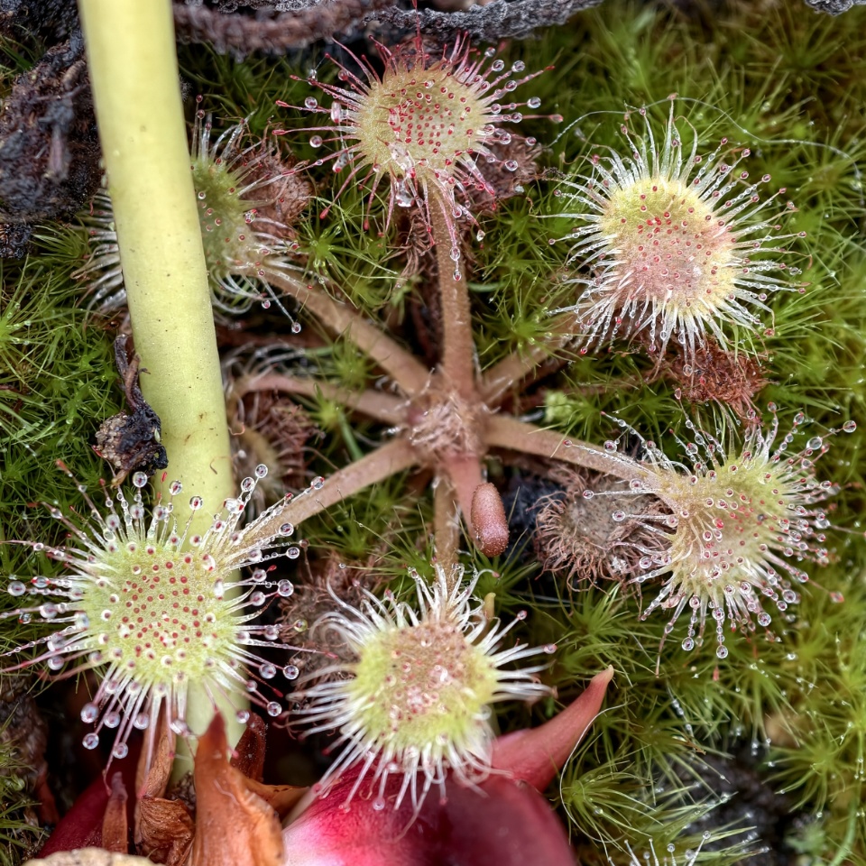 Drosera rotundifolia - pojedyncza sztuka rozmiar S