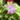 Pinguicula Hanka – kwiat