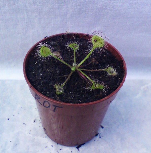 Drosera rotundifolia - rozmiar S przykładowa sprzedawana sztuka