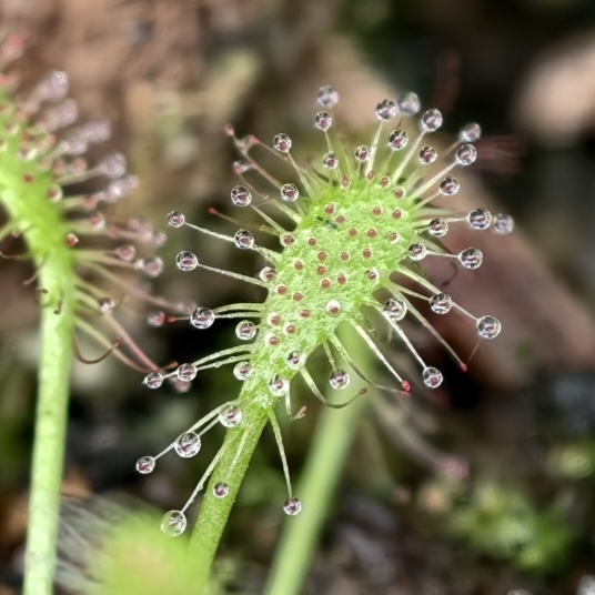 Drosera intermedia - liść