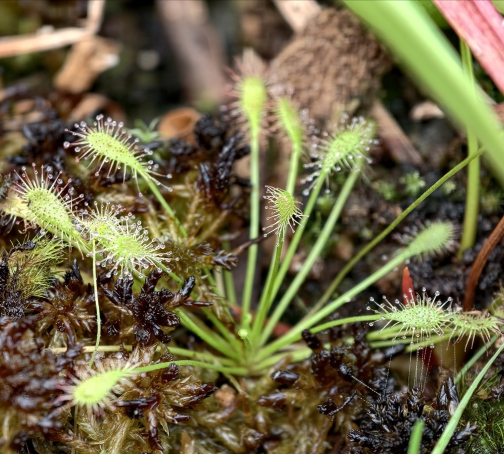 Drosera intermedia - przykładowa sprzedawana roślina