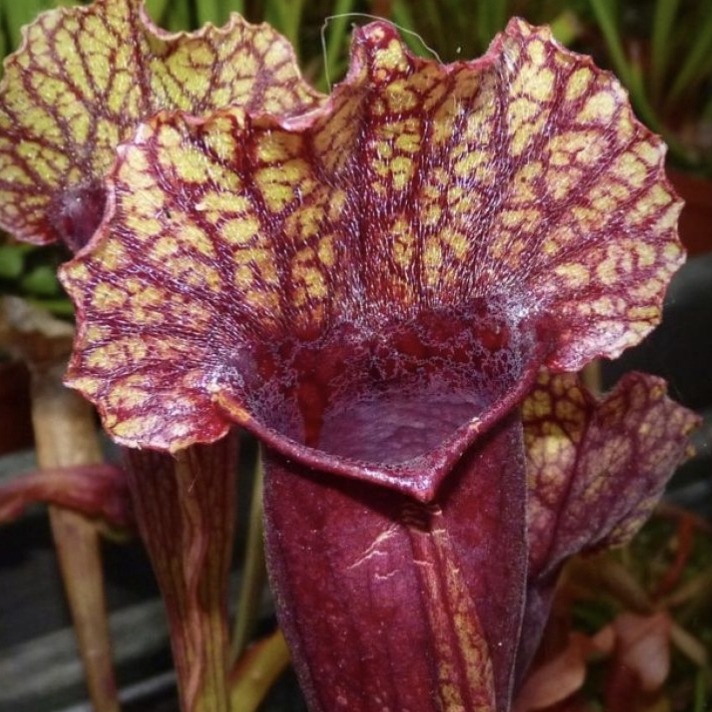 Sarracenia 'Mitchelliana'