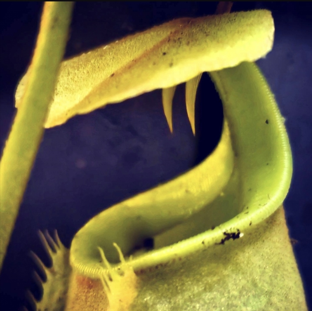 Nepenthes bicalcarata