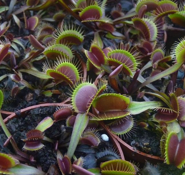 Dionaea muscipula 'Red Dragon' S - obrazek 3