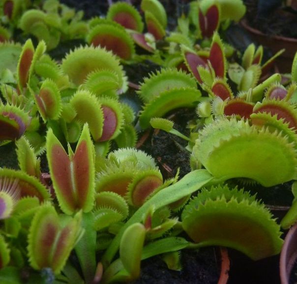 Dionaea muscipula 'Bristle Tooth' - obrazek 2