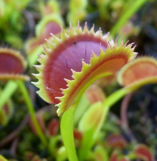 Dionaea muscipula 'Shark Teeth' - obrazek 6