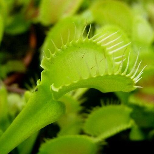 Dionaea muscipula Korrigans - pułapki