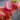 Sarracenia purpurea ssp venosa Evelina – kielichy