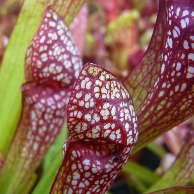 Sarracenia Scarlett Belle - kielichy