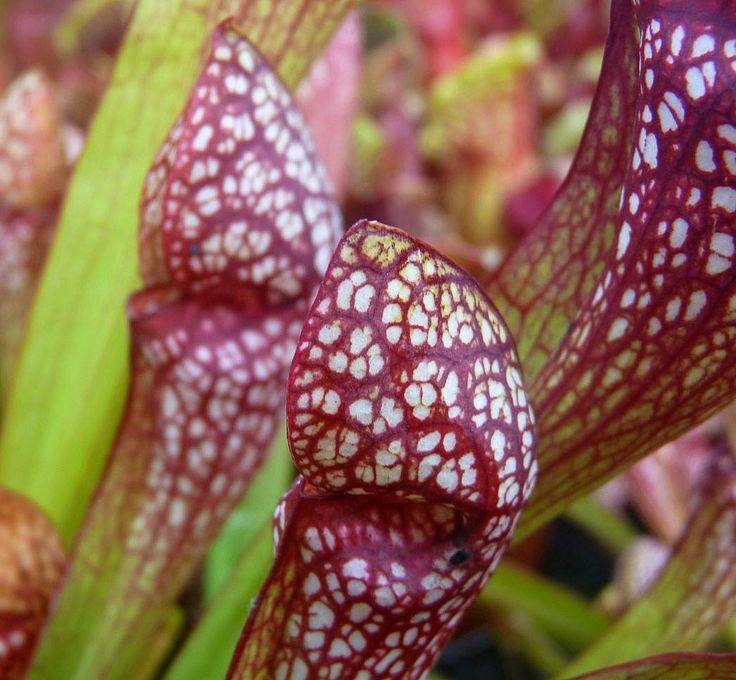 Sarracenia 'Scarlett Belle' XL