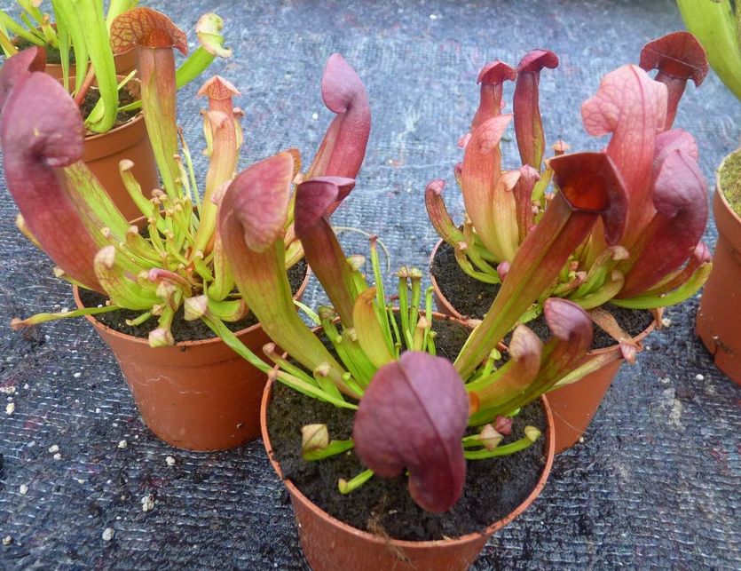 Sarracenia 'Barbapappa' - obrazek 3
