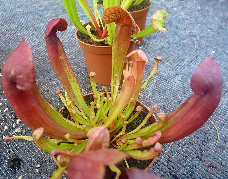 Sarracenia 'Barbapappa' - obrazek 4