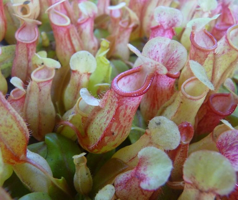 Nepenthes 'St Gaya' - obrazek 2