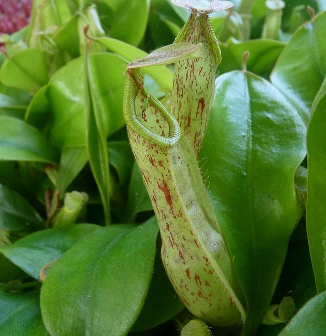 Nepenthes 'Mojito' M - obrazek 2