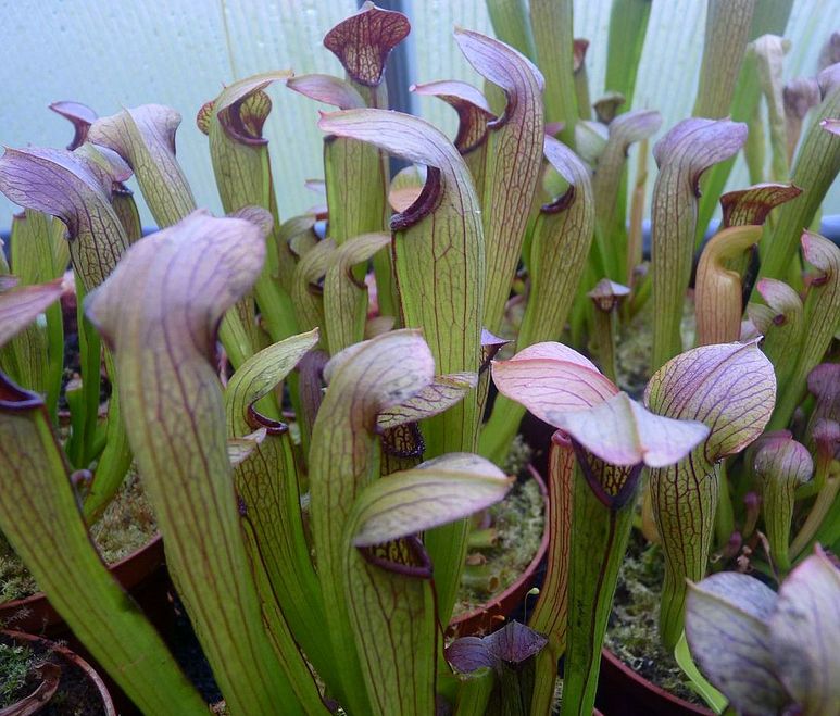 Sarracenia 'Rehderi' M - obrazek 6