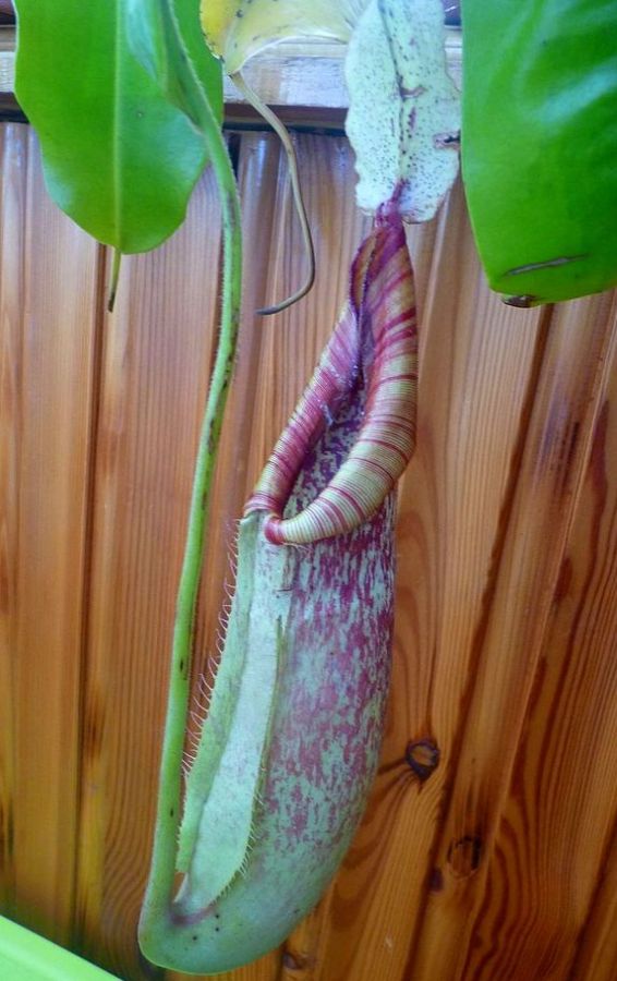 Nepenthes 'Mojito' M