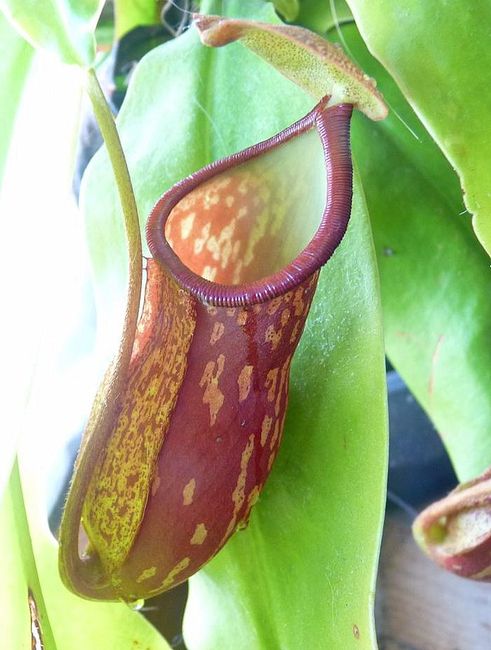 Nepenthes 'St Gaya'