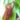 Nepenthes St Gaya – dzbanek