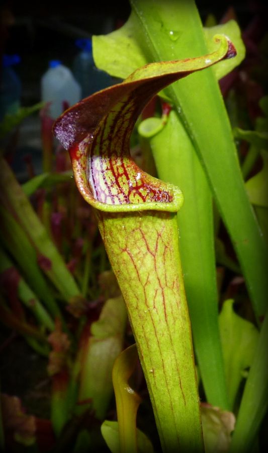 Sarracenia alata var. rubrioperculata - kielichy