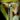 Nepenthes albomarginata Grey – dzbanek