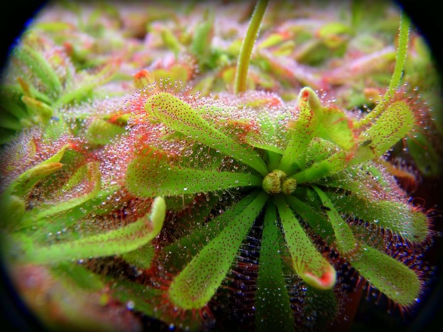 Drosera aliciae - wygląd dorosłych rosiczek