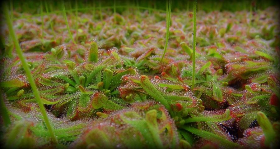 Drosera aliciae - wygląd wielu dorosłych roślin