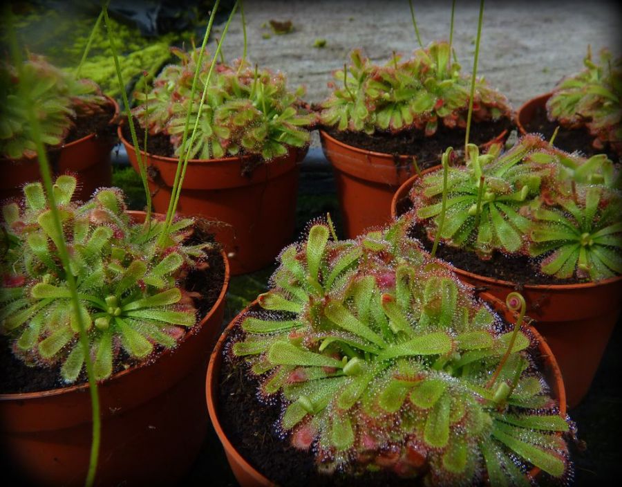 Drosera aliciae - przykładowe sztuki rozmiar L