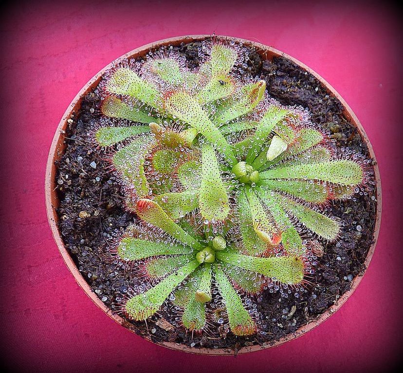 Drosera aliciae rozmiar M - przykładowa sprzedawana sztuka