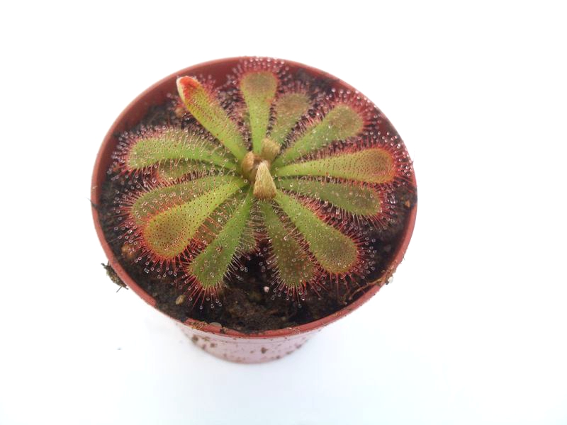 Drosera aliciae M - obrazek 2