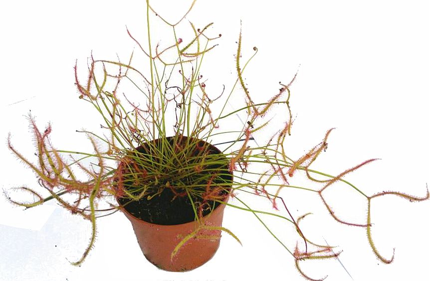 Drosera binata L - obrazek 4