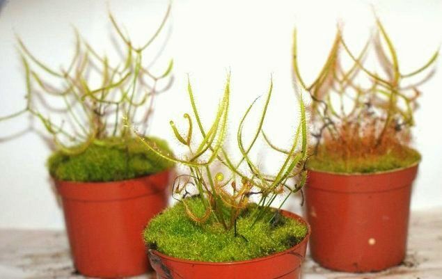 Drosera binata L - obrazek 3