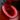 Nepenthes Bloody Mary – dzbanek