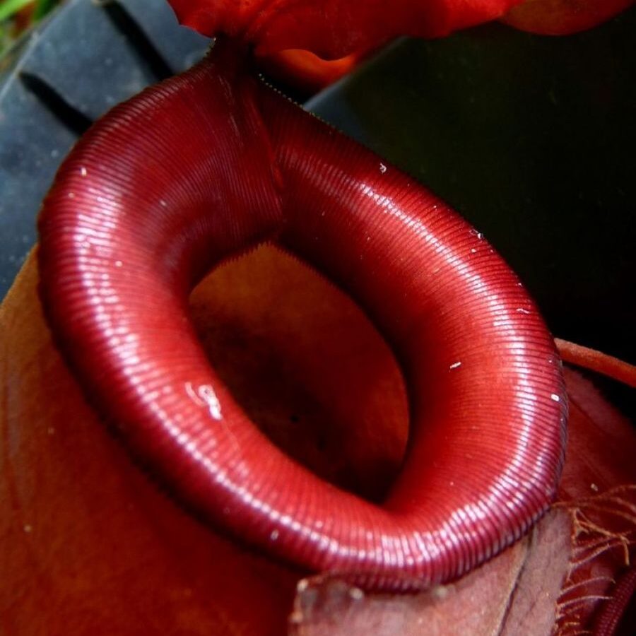 Nepenthes Bloody Mary - dzbanek