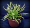 Drosera capensis Albino - przykładowy okaz do sprzedaży