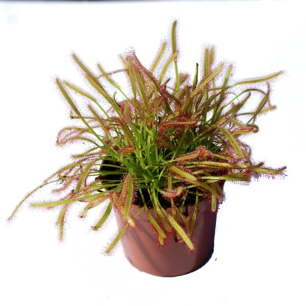 Drosera capensis - przykładowy okaz do sprzedaży
