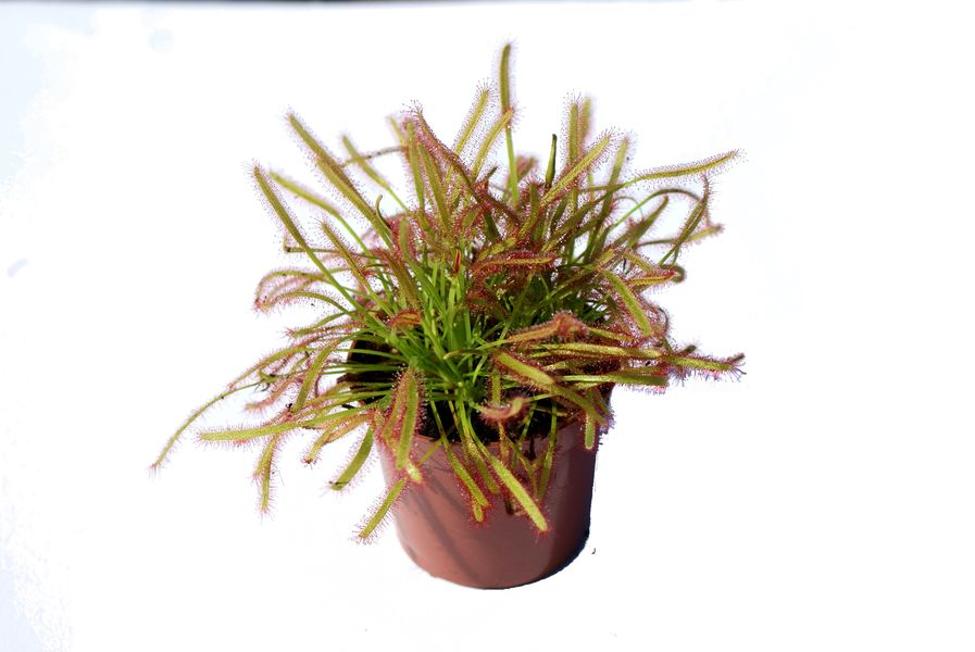 Drosera capensis L