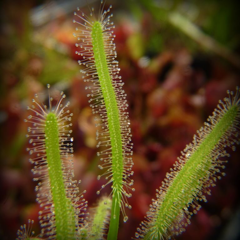 Drosera capensis Albino - liść