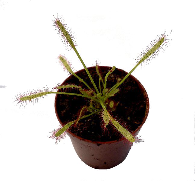 Drosera capensis - przykładowy okaz do sprzedaży
