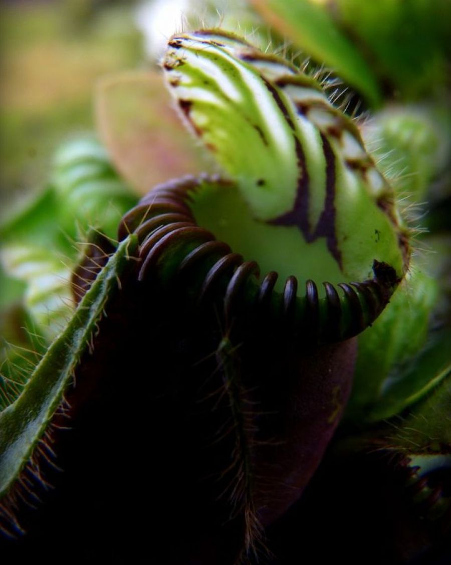 Cephalotus follicularis M