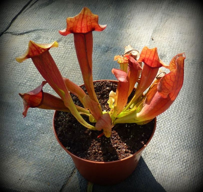 Sarracenia 'Maroon` M - obrazek 3