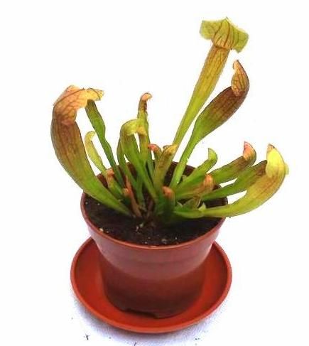 Sarracenia 'Maroon` M - obrazek 4