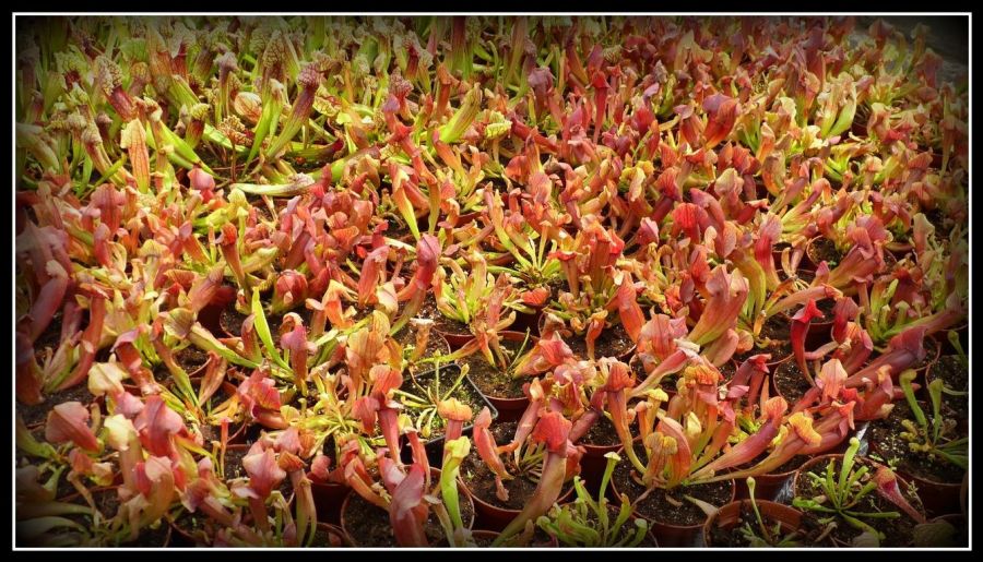 Sarracenia 'Maroon` M - obrazek 2