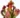 Sarracenia Maroon – rozmiar L
