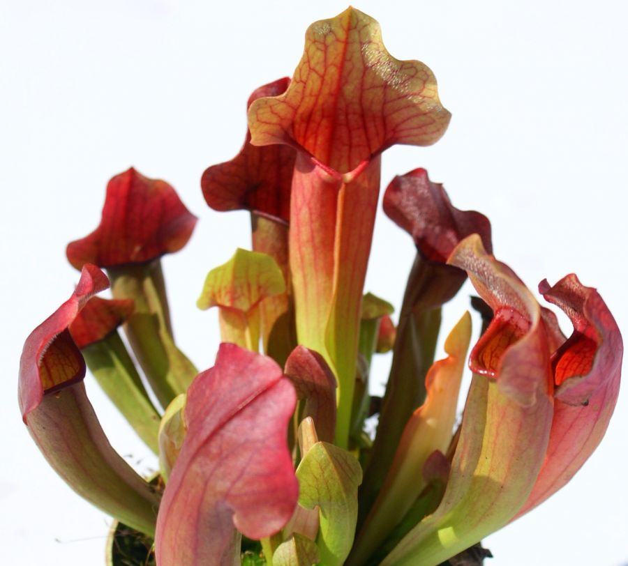 Sarracenia 'Maroon' L