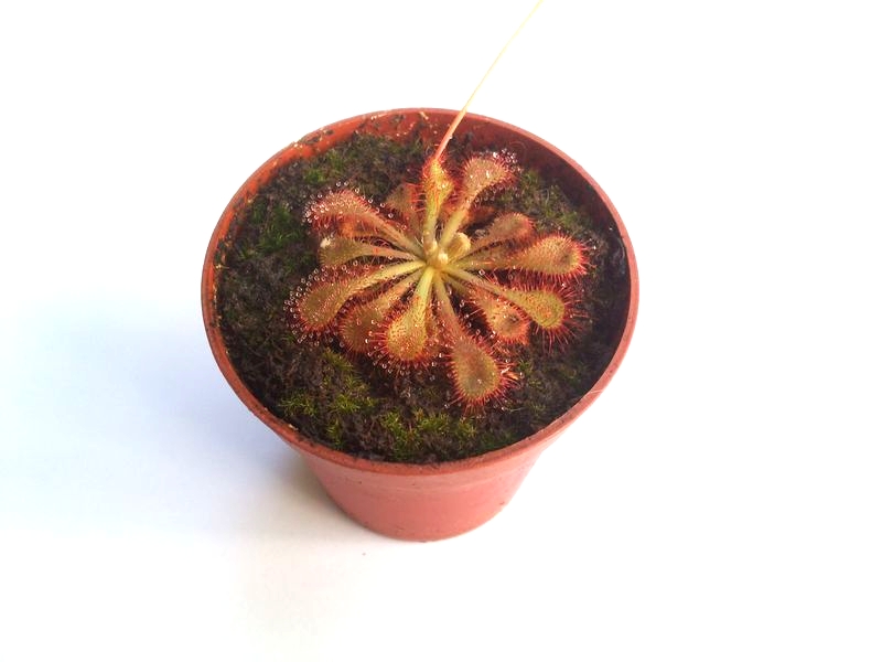 Drosera natalensis