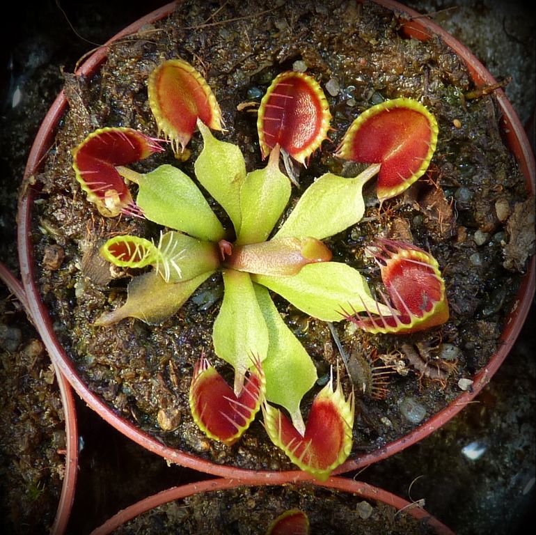Dionaea muscipula Cup Trap - przykładowa oferowana sztuka
