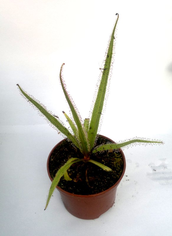 Drosera regia - obrazek 3