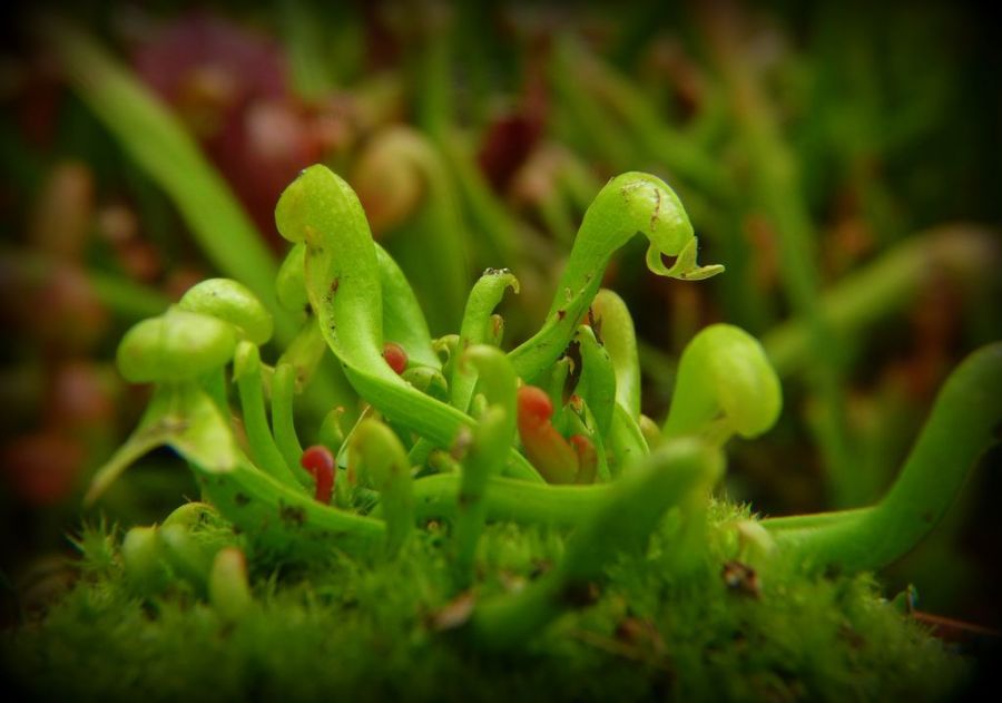 Darlingtonia californica M