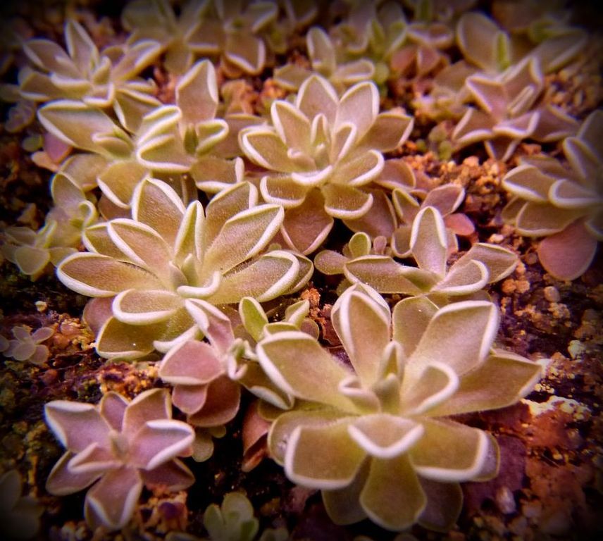 Pinguicula ehlersiae
